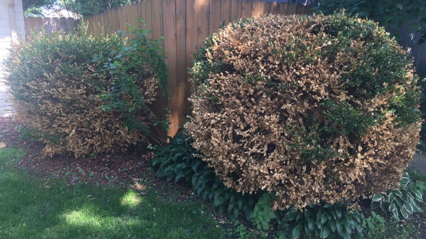 are-your-boxwoods-turning-brown-this-is-probably-why-nbc-chicago