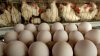 Illinois egg recall updates: Salmonella egg recall now a ‘Class I' health situation