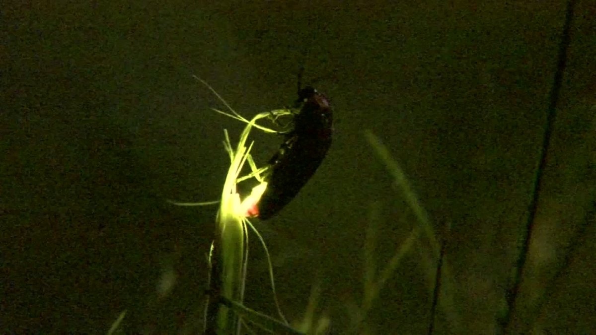 Why do fireflies light up? Here are the two vastly different reasons for their glow