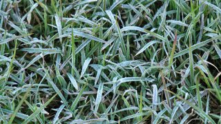 frost-grass