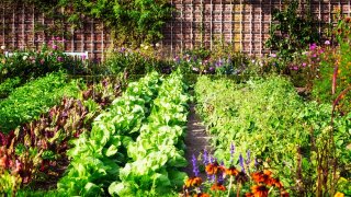 gardening garden shutterstock_491150020