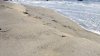Beaches closed in multiple suburbs due to elevated bacteria levels