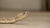 Illinois' popular ‘Snake Road' closed for major snake migration