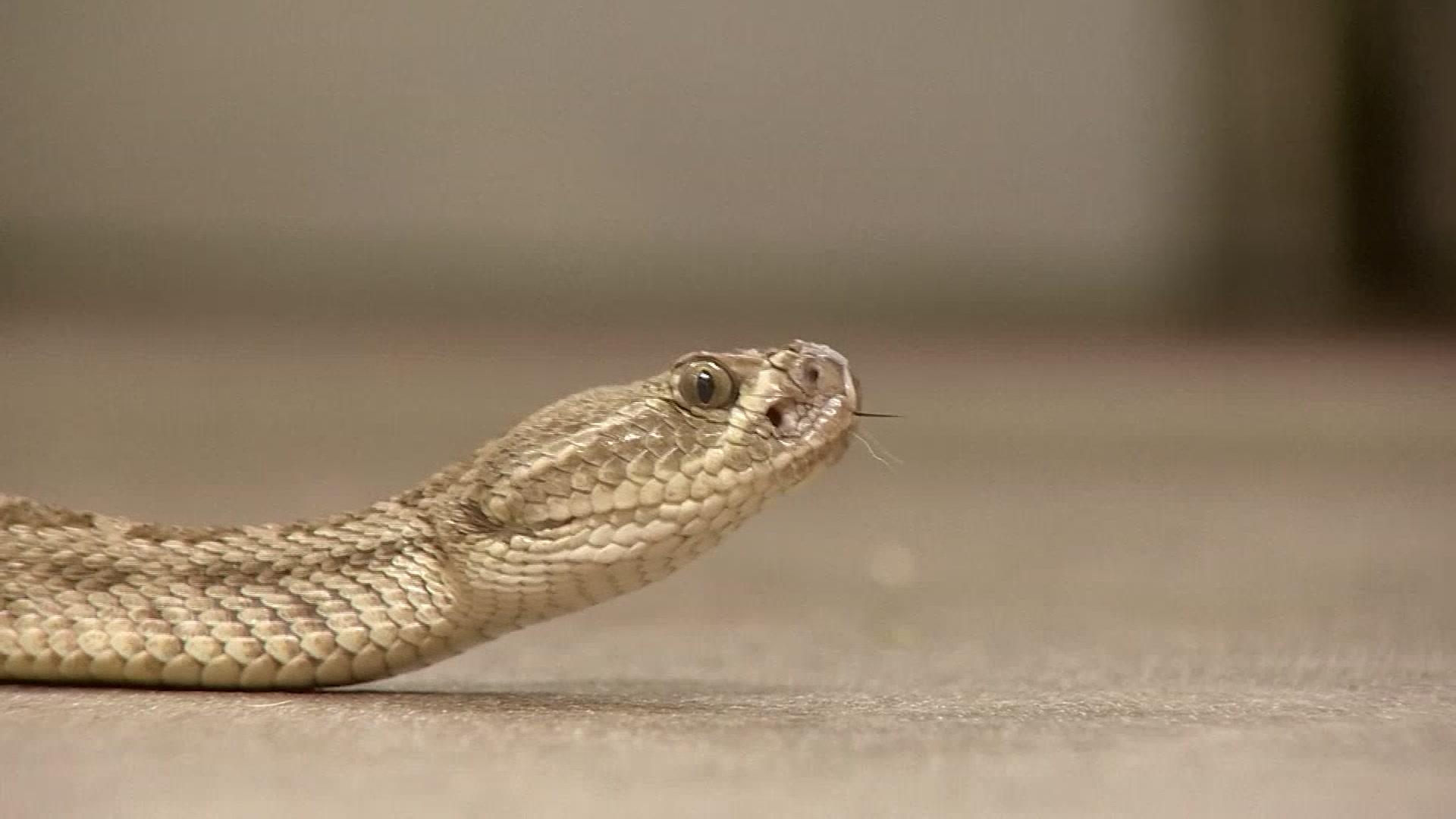 ‘Snake Road' in Illinois Closed for Weeks Due to Snake Migration