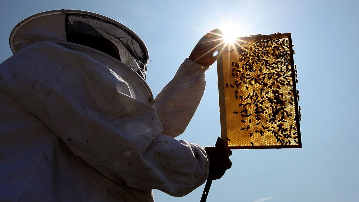 Beekeepers Turn to Anti-Theft Technology as Hive Thefts Rise in California – NBC Chicago - Vimarsana News