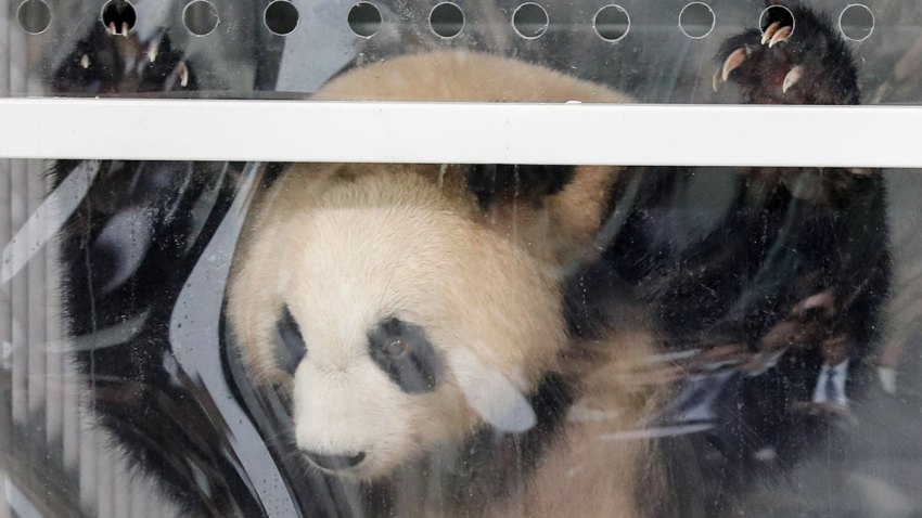 Germany China Pandas