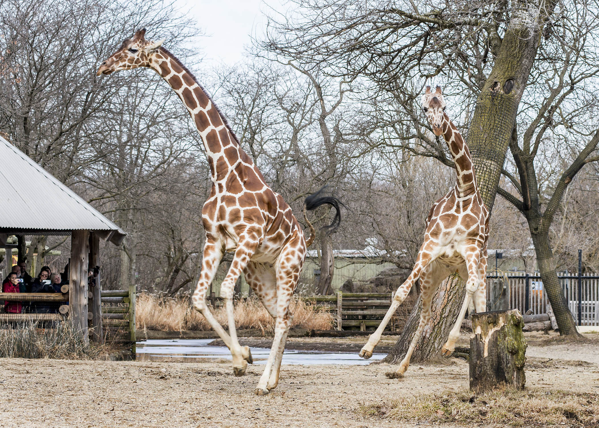 webkinz giraffes