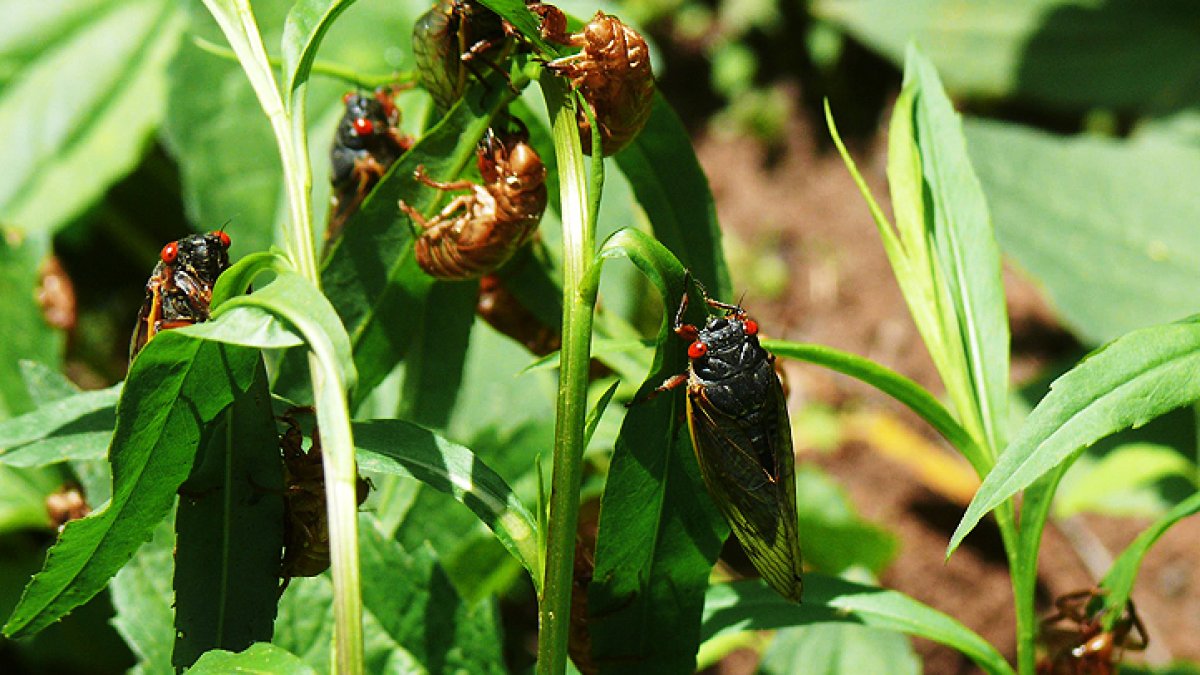 What other bugs can we expect to emerge besides cicadas this year in ...