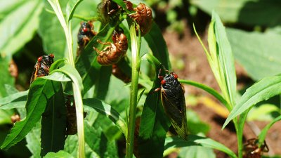 What other bugs can we expect to emerge besides cicadas this year in Illinois?