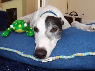 greyhound_dog