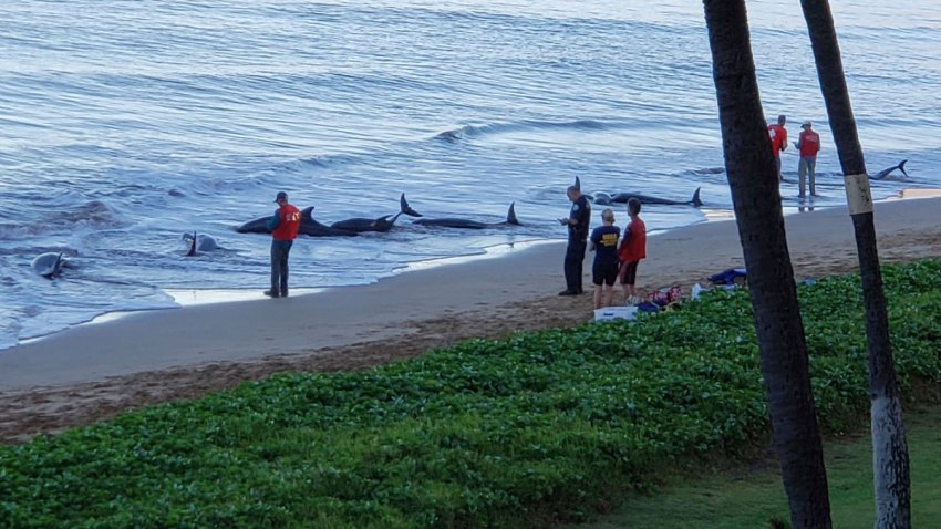 Hawaii Whales Stranded