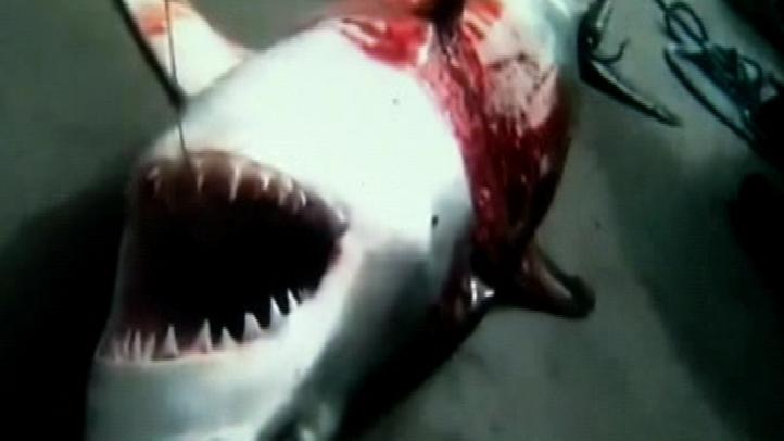 hb shark