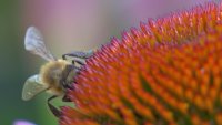 Buzzworthy: Honeybee Health Blooming at Federal Facilities Across the Country