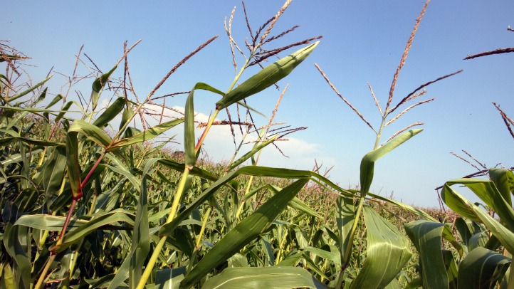 High Levels of Potentially Cancer-Causing Chemical Sprayed on Produce in Illinois: Data