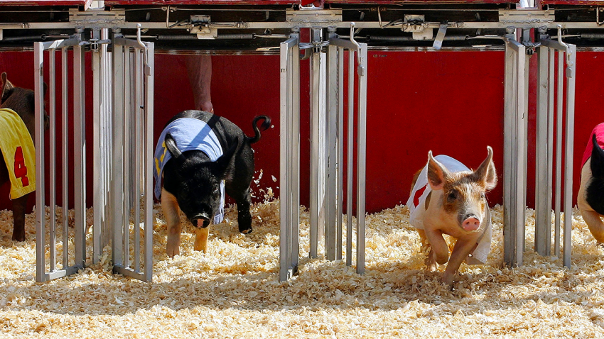 illinois state fair