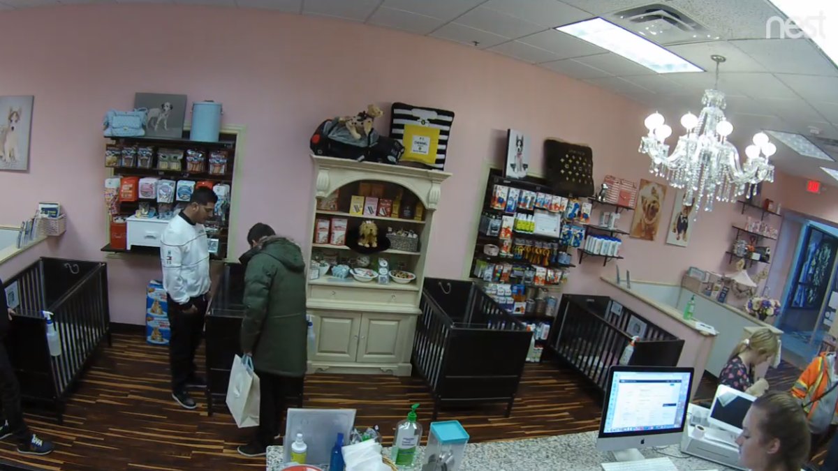 Caught on Camera Puppy Stolen From Suburban Joliet Pet Store NBC Chicago