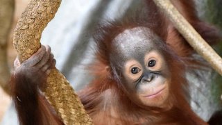 kecil-orangutan-zoo-brookfield-10