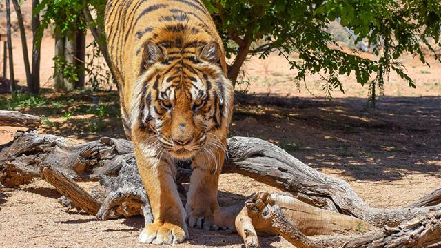 keepers-of-the-wild-tiger
