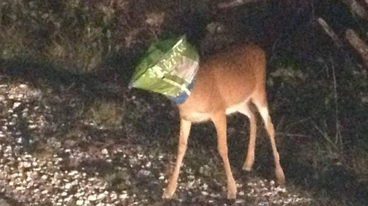 key deer1