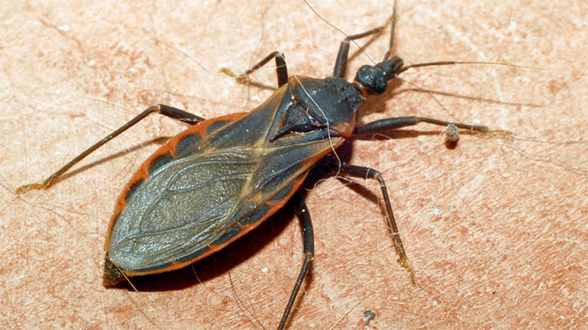 Are kissing bugs in Illinois? What to know as Chagas disease spreads in U.S.