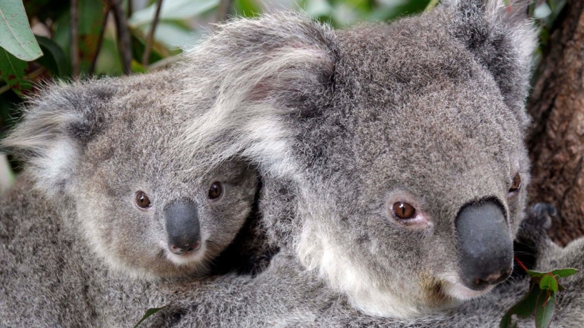 Australia Koalas