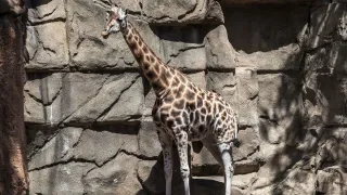 lincoln park zoo giraffe dies