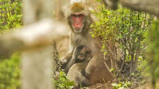macaco-japones-zoologico