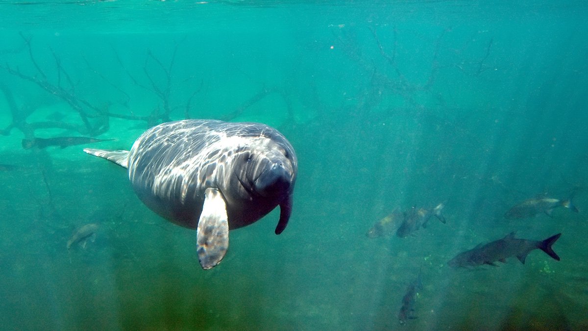 Florida Manatees Facing Starvation Fed Through Program – NBC Chicago - Vimarsana News