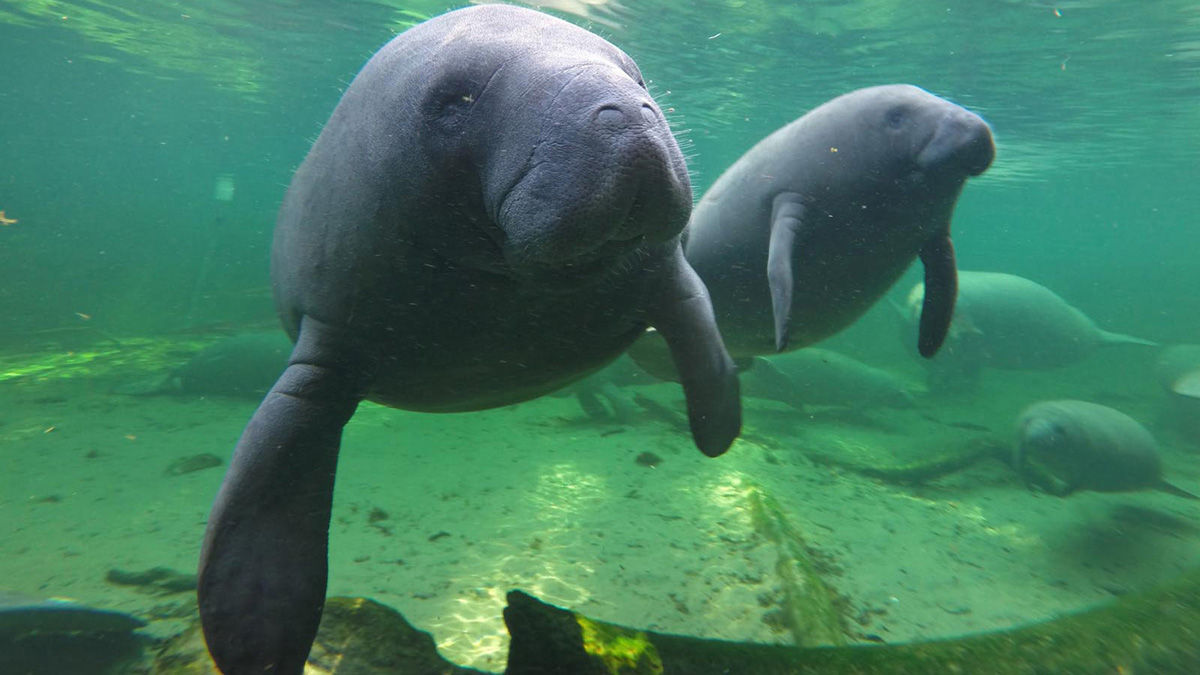 Splashing Near Mating Manatees Puts Florida Man in Hot Water – NBC Chicago