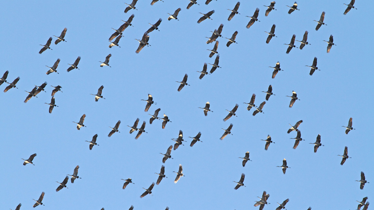 数百万只候鸟即将穿过伊利诺伊州，如何确保它们的安全？