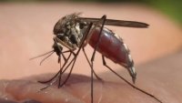Infected mosquitos can transfer the West Nile virus to humans.