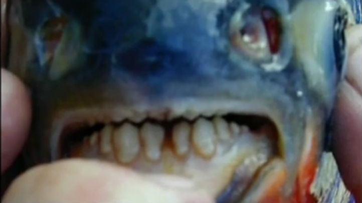 Fish With Human Teeth