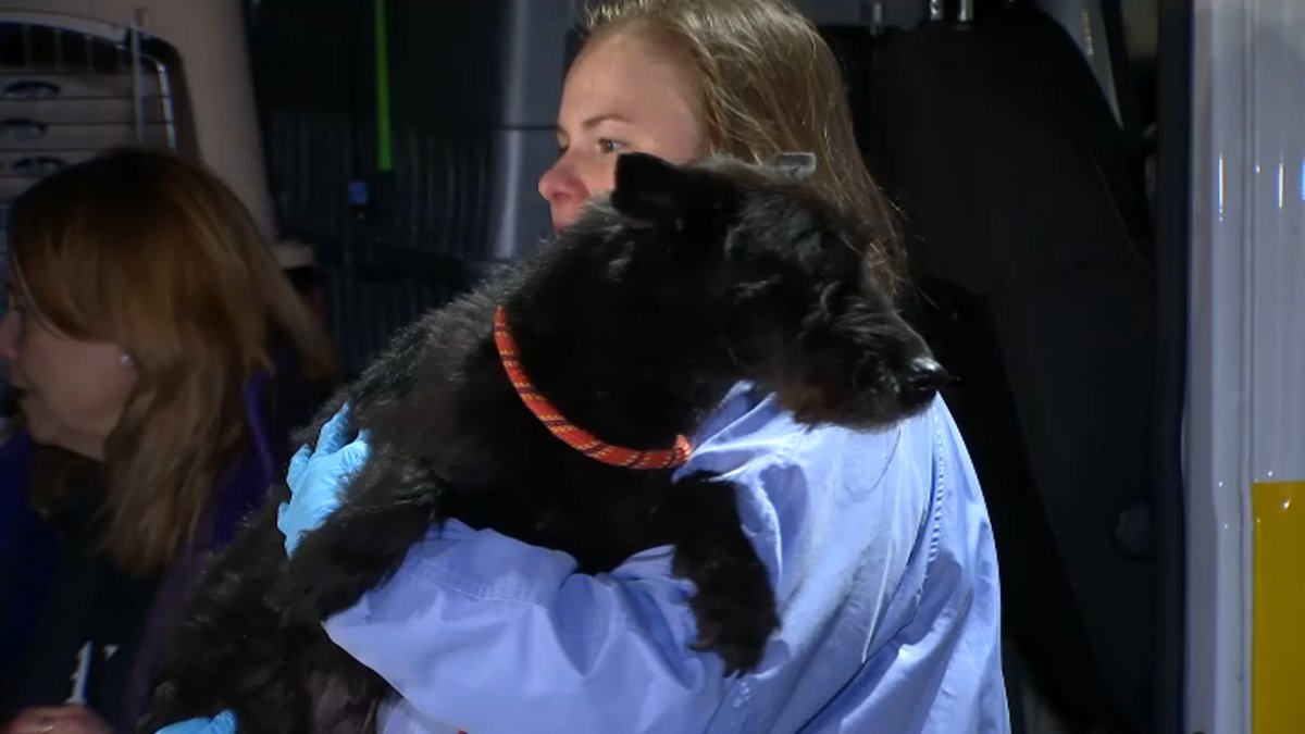 Chicago animal shelter to welcome dozens of animals from Texas after flooding Chicago animal shelter to welcome dozens of animals from Texas after flooding