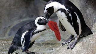 In this Feb. 12, 2019, file photo, an African penguin carries a heart shaped valentine handed out by aquarium biologist Piper Dwight to its nest at the California Academy of Sciences in San Francisco.