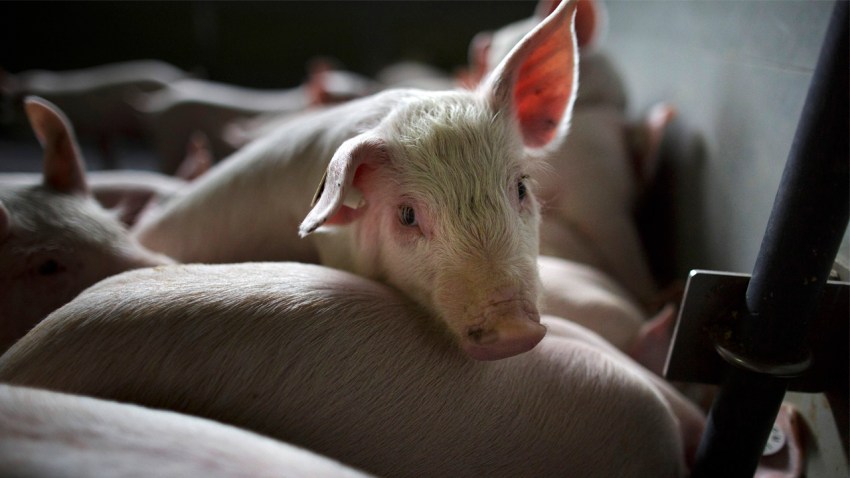 Pigs