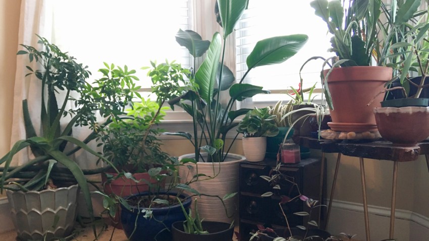 Homes Plant Swaps