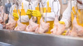Group of people working at a chicken factory doing quality control