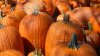 16-year-old accused of bringing gun into corn maze at Kenosha County pumpkin farm