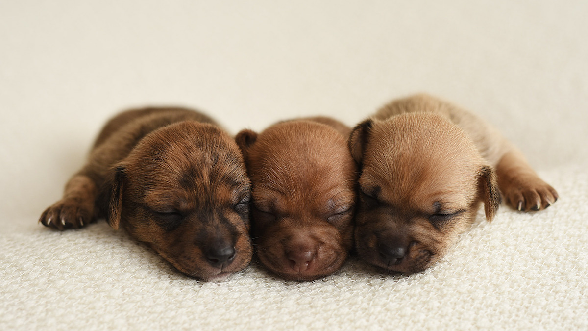 tiny baby puppies