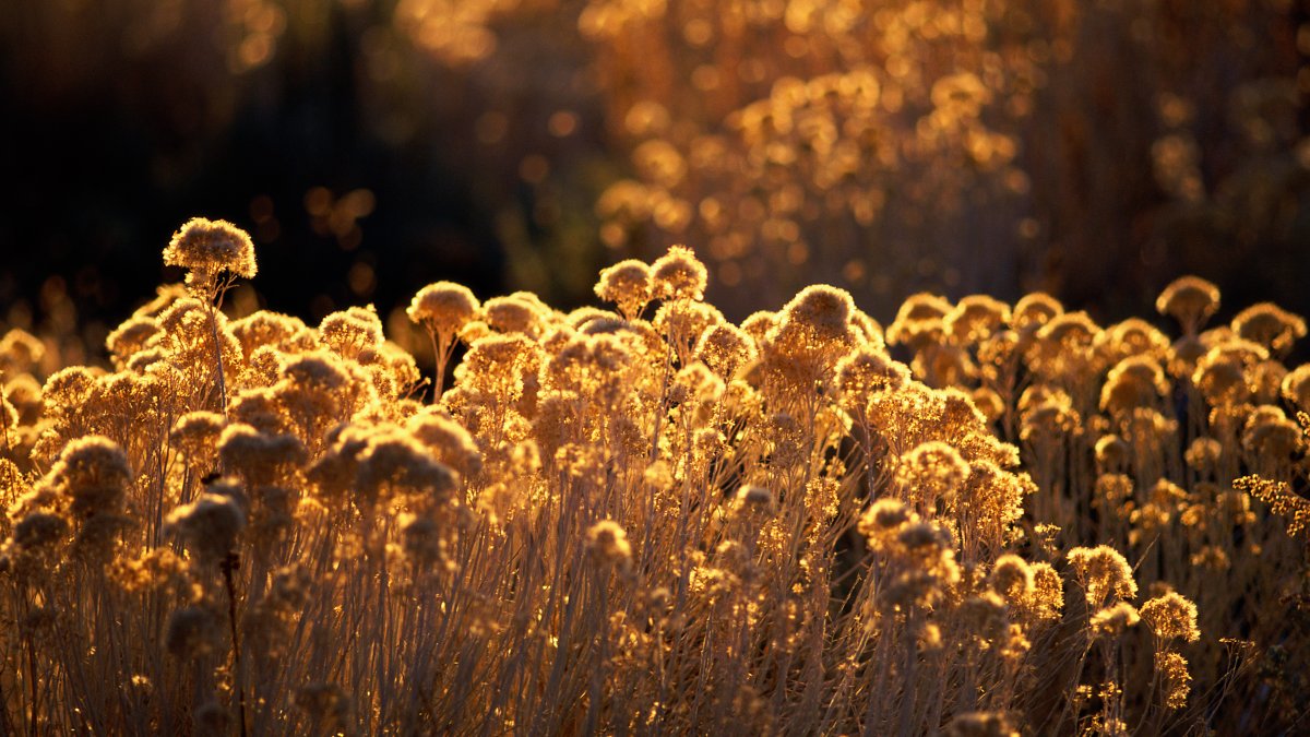 As Weed, Mold Allergy Seasons Hit Their Peak in Illinois, Here’s When ...