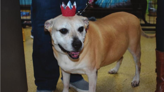 Sandi, a 12-year-old pit bull-boxer mix, spent a total of 2,461 days at the Marion-Grant County Humane Society in Marion, Indiana. Sandi was finally adopted on Friday.