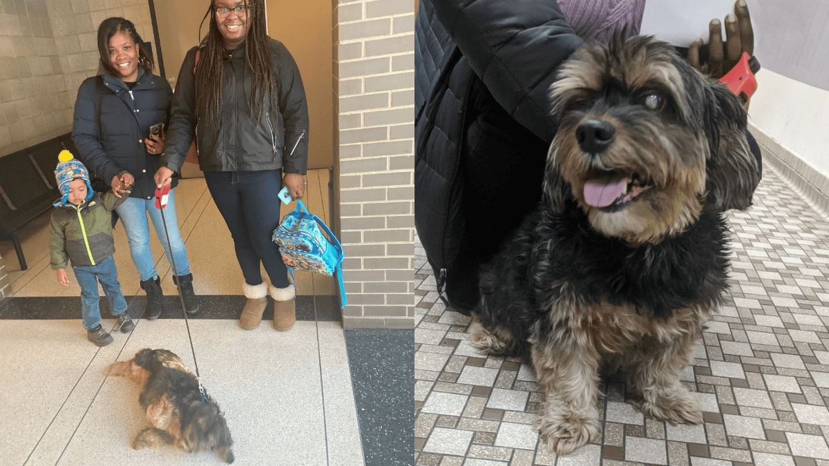 Chicago Family Reunited With Dog Missing for 6 Years – NBC Chicago
