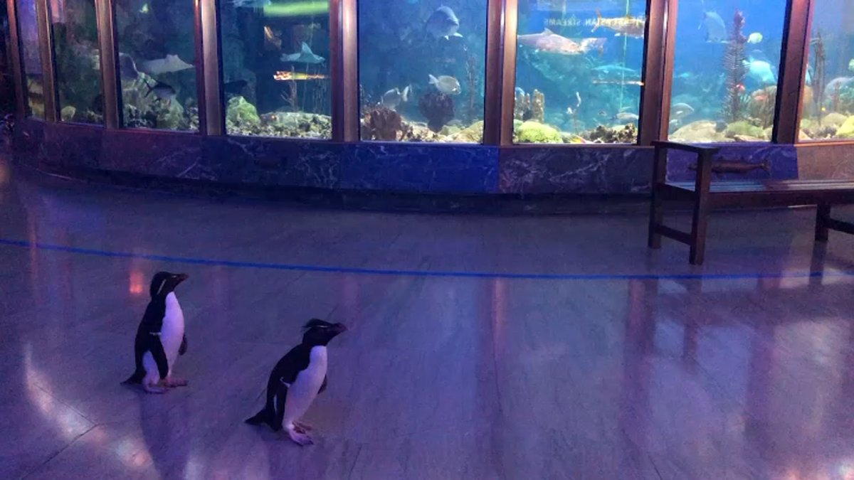 Closed to Humans, Shedd Aquarium Invites Animals on ‘Field Trips’ NBC