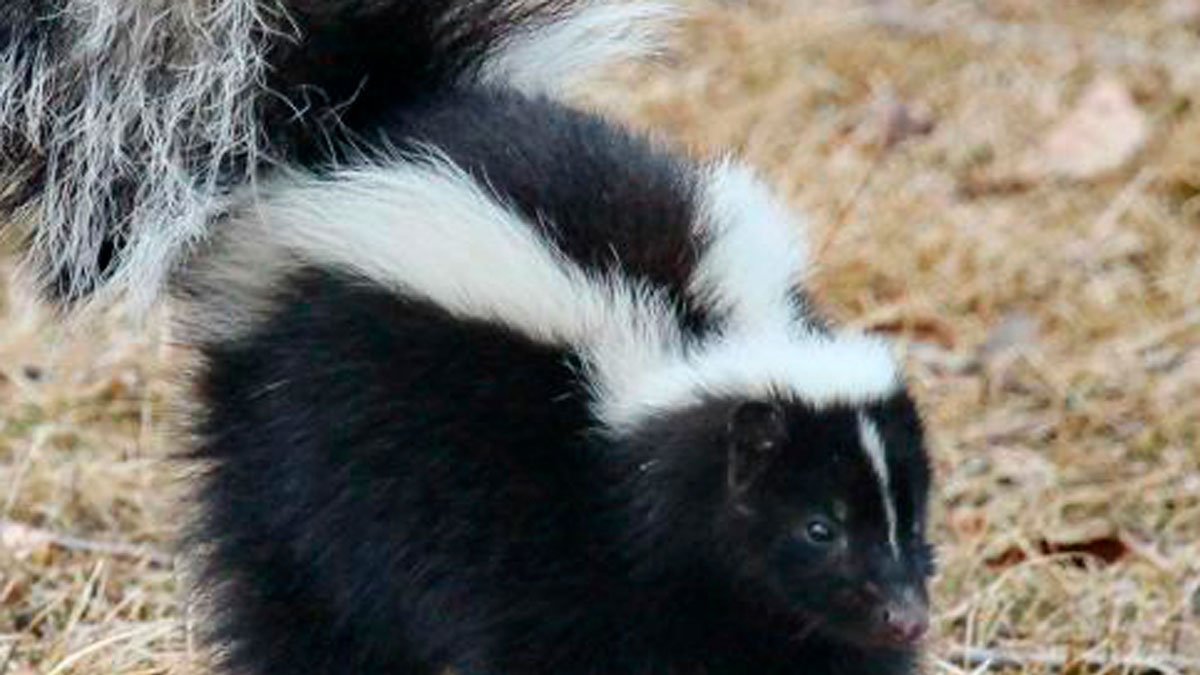 Skunk Raids Endangered Shorebirds’ Chicago Beachfront Nest – NBC Chicago