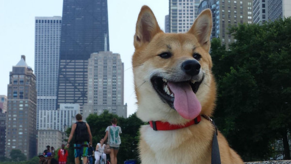 Portage Park to elect ‘pet mayor’ at farmer’s market – NBC Chicago