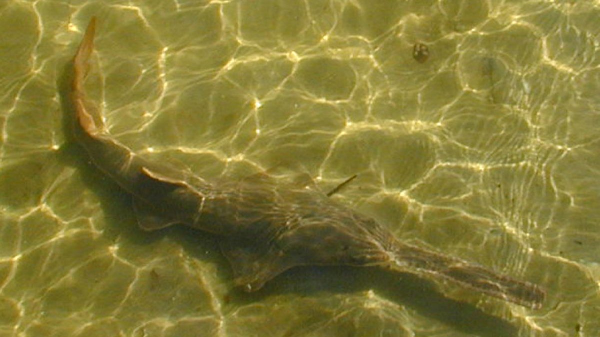 Effort underway to rescue Florida’s dying sawfish NBC Chicago