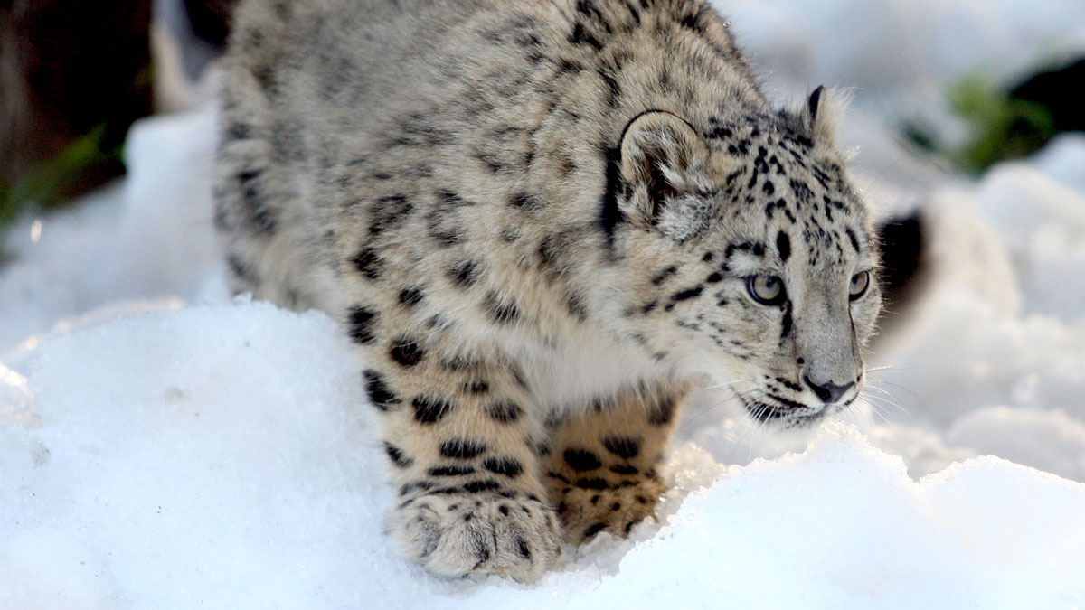 Long-Endangered Snow Leopard Upgraded to ‘Vulnerable’ Status – NBC Chicago