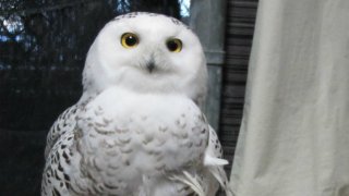 snowy owl