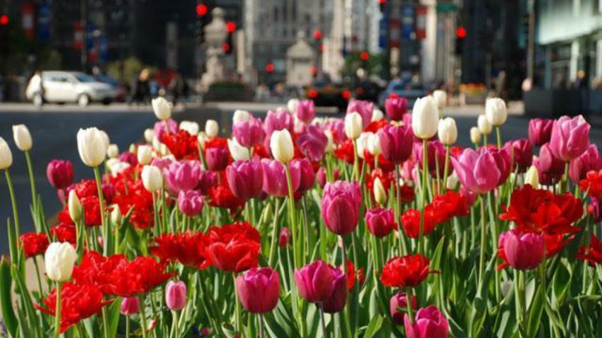 spring-chicago-flowers