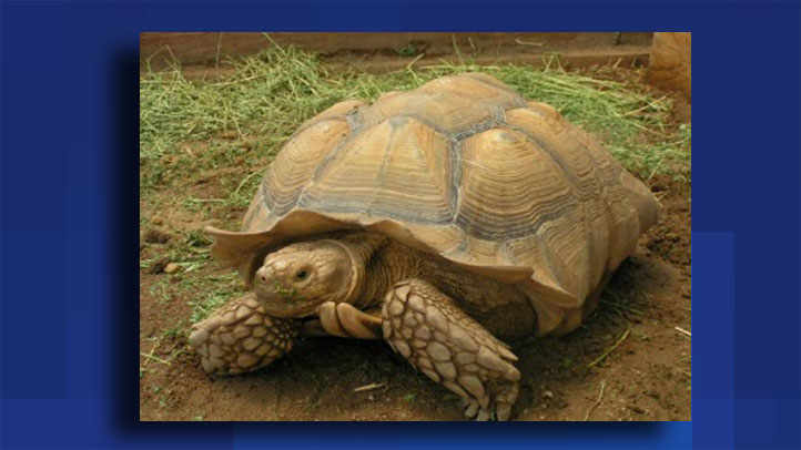 spur-tortoise